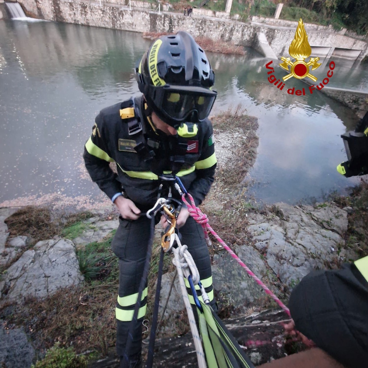 Istrice salvato sul fiume Arno: l’azione dei vigili del fuoco
