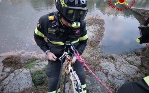 Istrice salvato sul fiume Arno: l’azione dei vigili del fuoco
