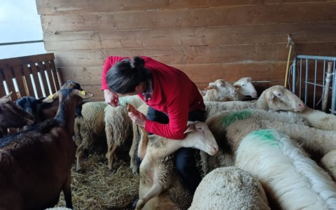 Quarto anno di attività per la ShepherdSchool, la Scuola per pastori e allevatori