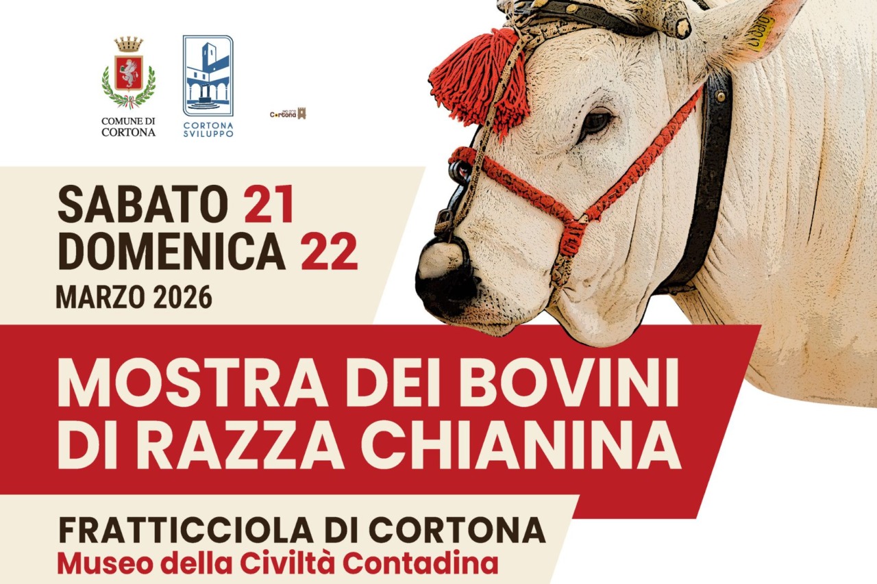 Cortona ospita la 71ª Mostra dei bovini di razza Chianina
