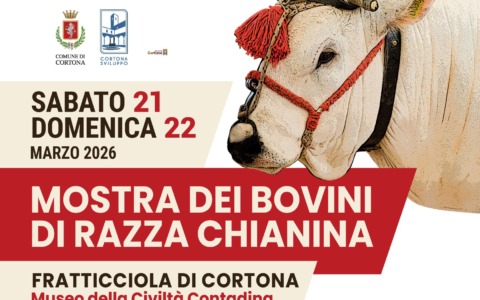 Cortona ospita la 71ª Mostra dei bovini di razza Chianina