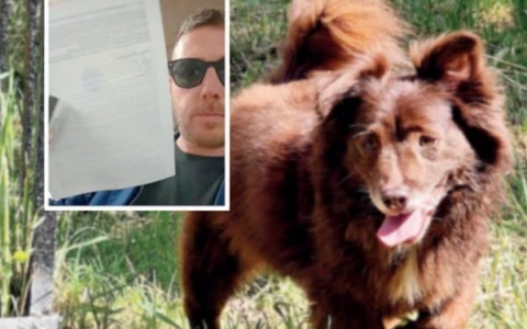 La denuncia della Leal per il cane investito volontariamente ad Arezzo