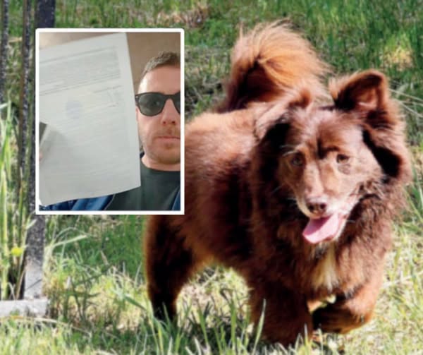 La denuncia della Leal per il cane investito volontariamente ad Arezzo